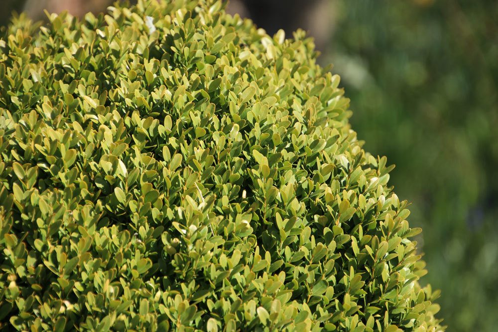 Buchsbaum, Buxus