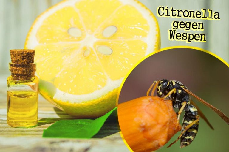 Citronella gegen Wespen