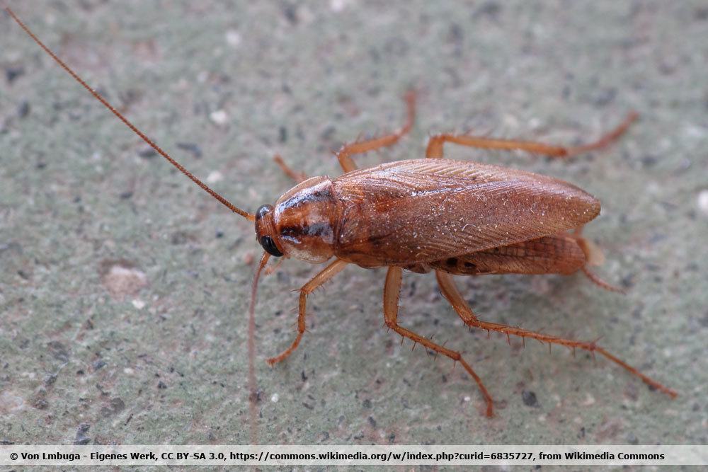 Deutsche Schabe, Blattella germanica