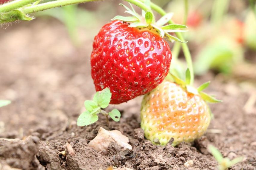Erdbeeren umpflanzen Anleitung Wann ist die beste Jahreszeit?