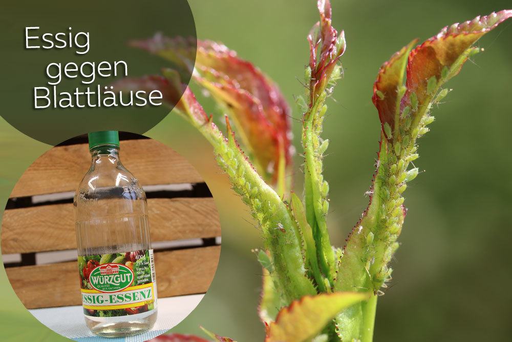 Hilft Essig gegen Blattluse | Anwendung gegen Luse