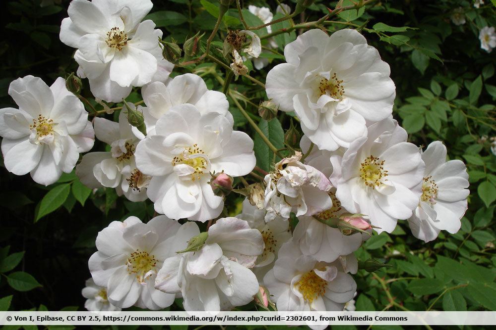 Feldrose, Rosa arvensis