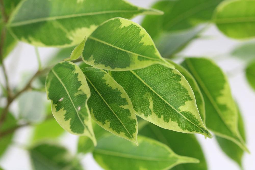 Ficus Benjamini schneiden