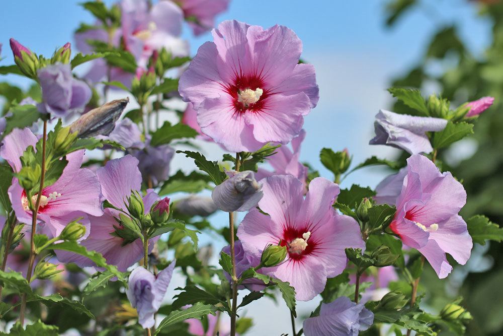 Garteneibisch 'Hamabo'