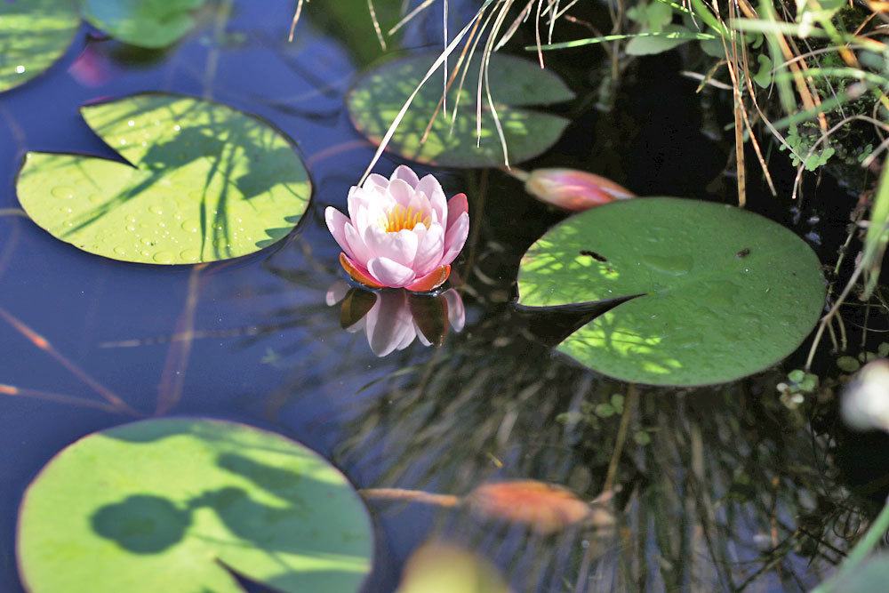 Gartenteich