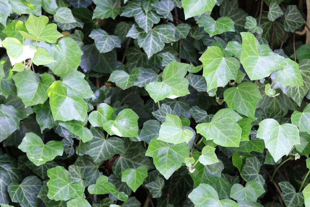 Hedera helix 'Woerner'