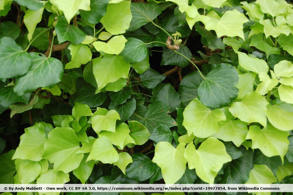 Hedera helix 'Buttercup'