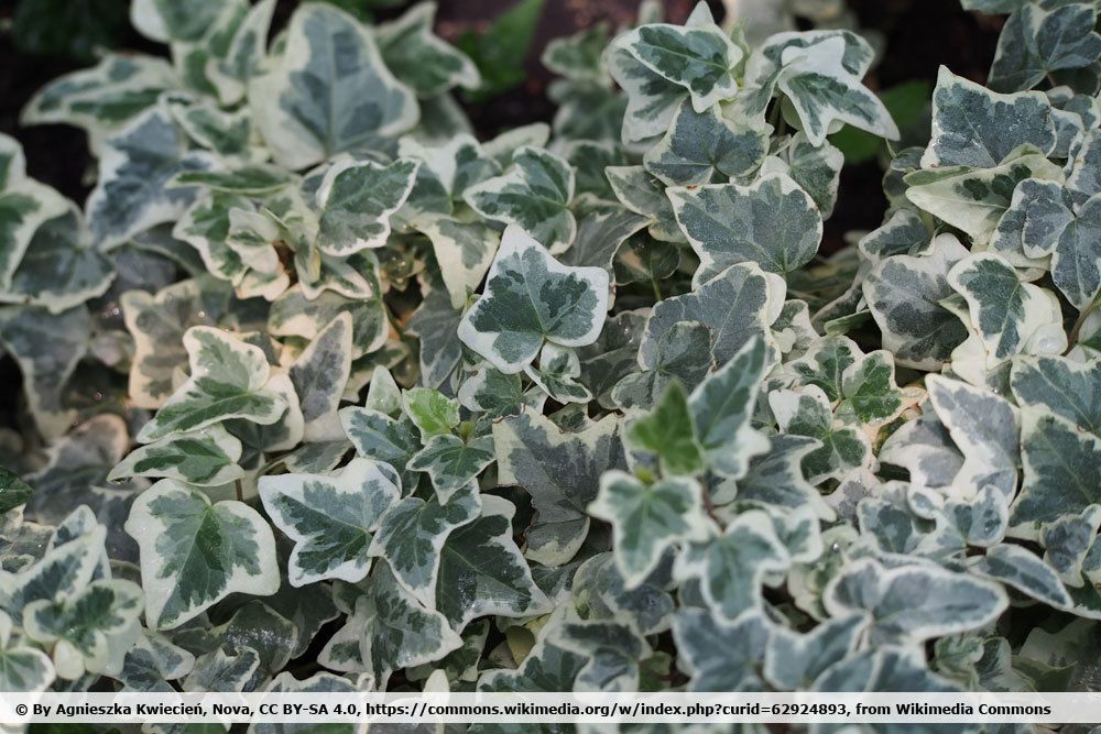 Hedera helix 'Glacier'