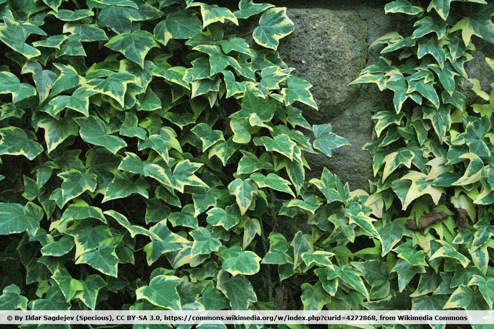 Hedera helix 'Goldchild'