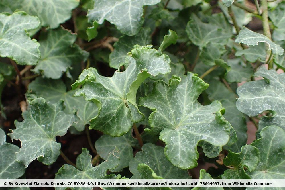 Hedera helix 'Harlekijn'