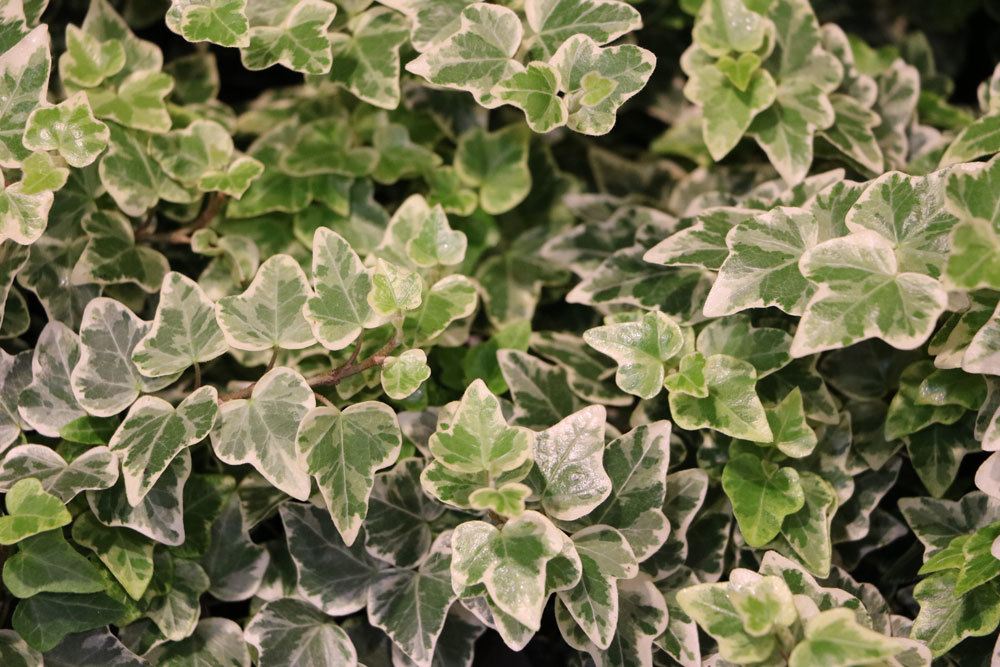 Hedera helix 'Mini Ester'