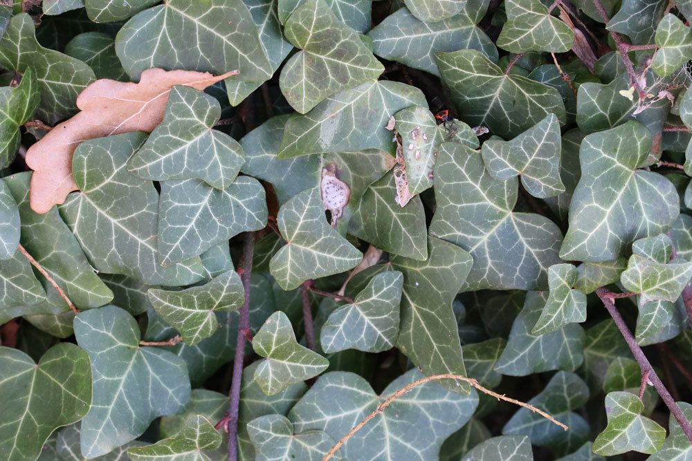 Hedera helix 'Plattensee'