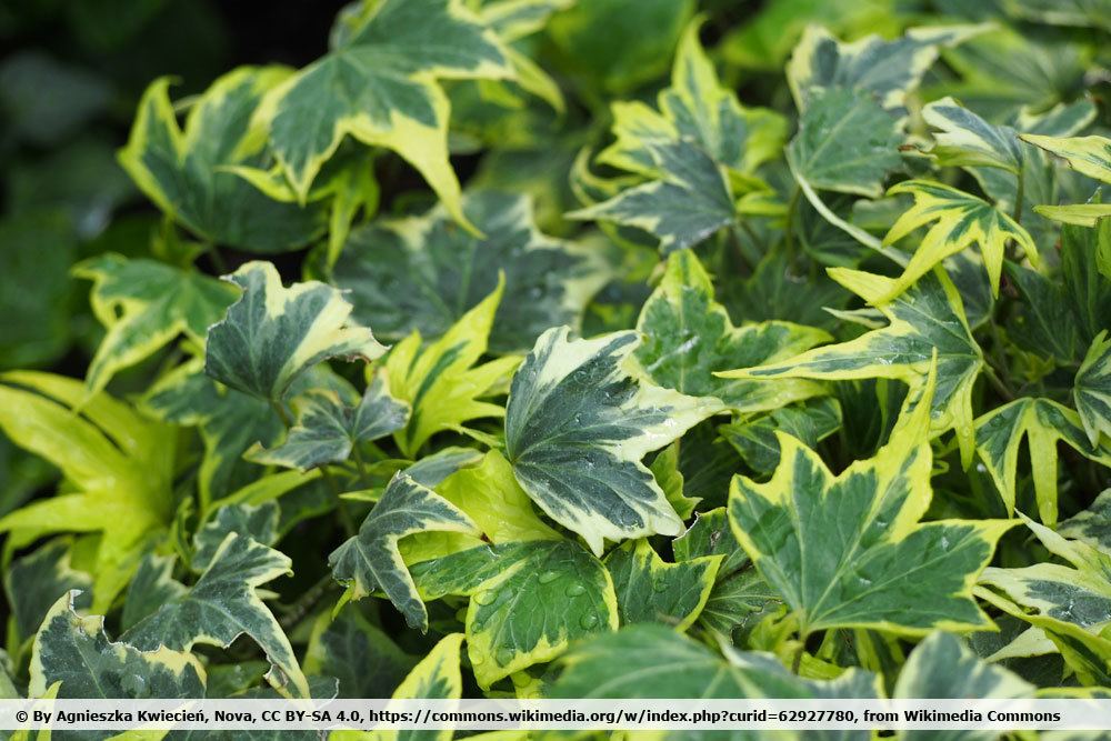 Hedera helix 'Yellow Ripple'