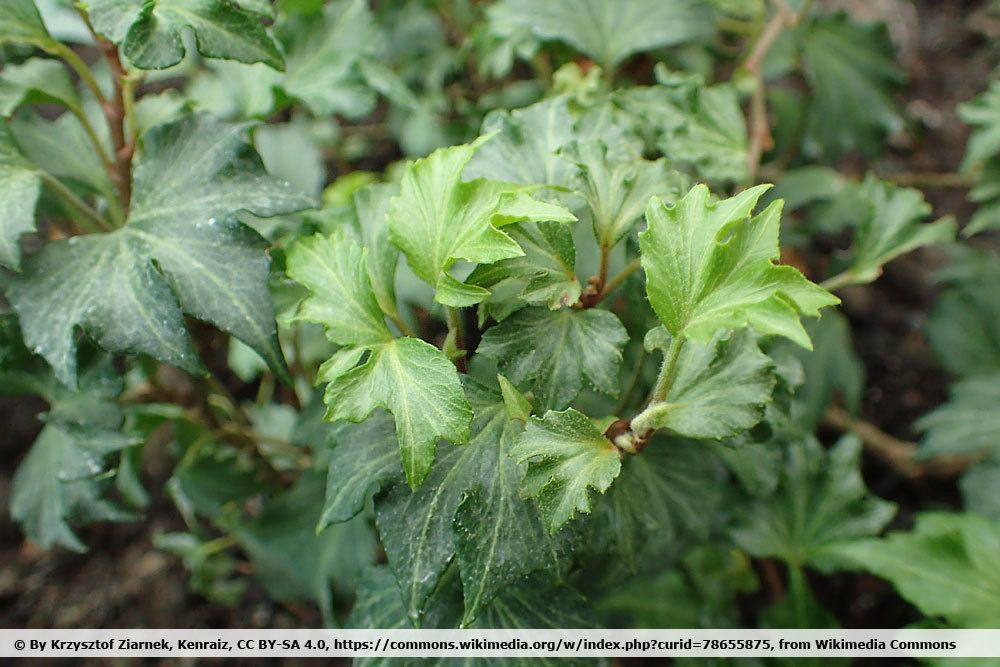 Hedera helix 'Hedera helix 'ivalace''