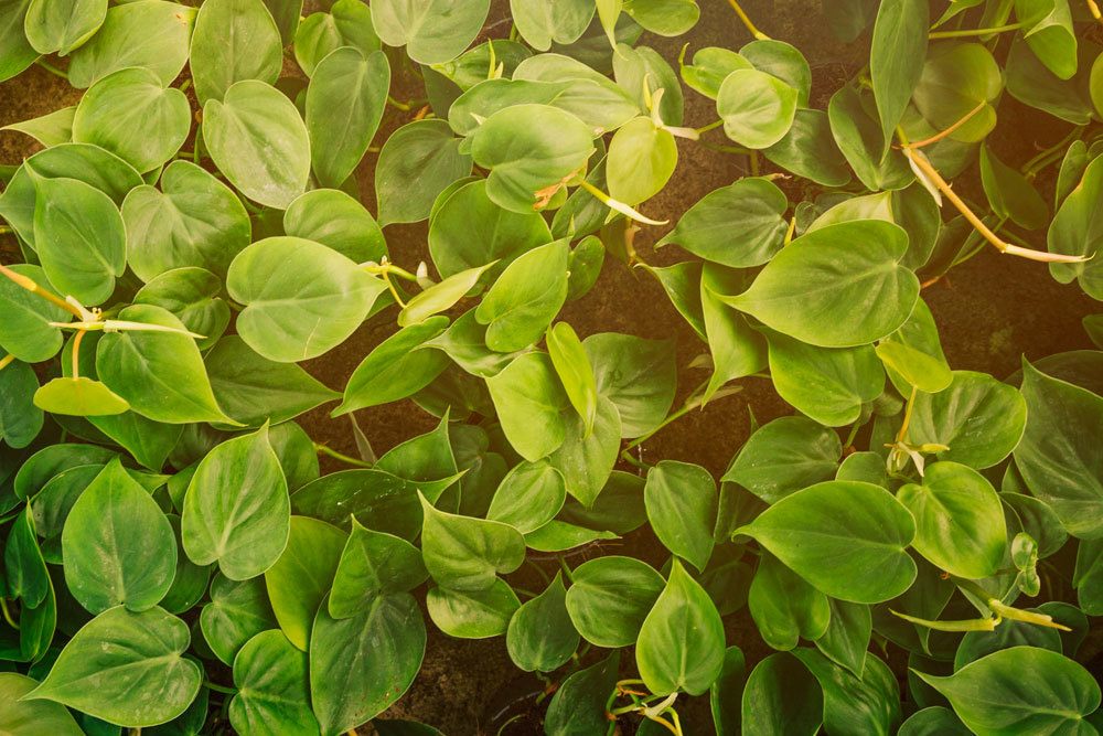 Hedera helix 'Tear drop'