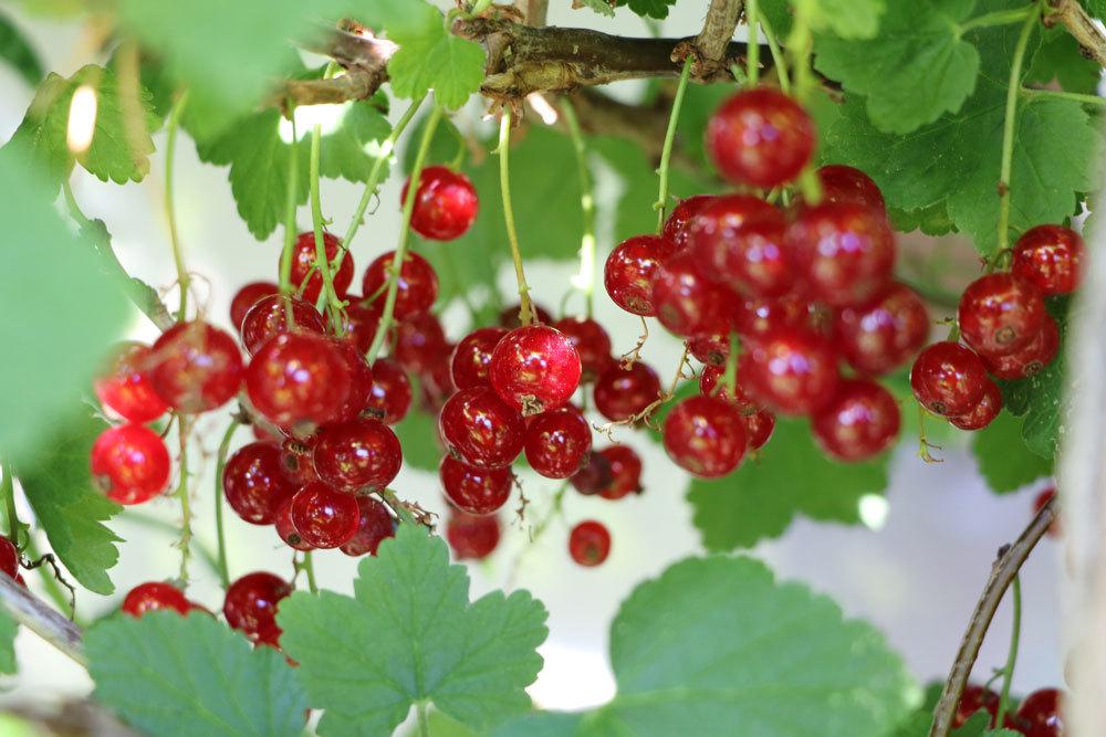 Johannisbeeren, kleinbleibend