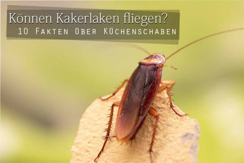 Können Kakerlaken fliegen