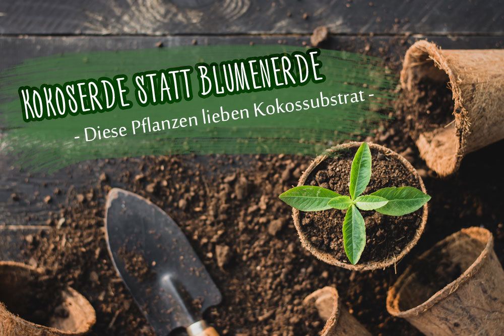 Kokoserde statt Blumenerde