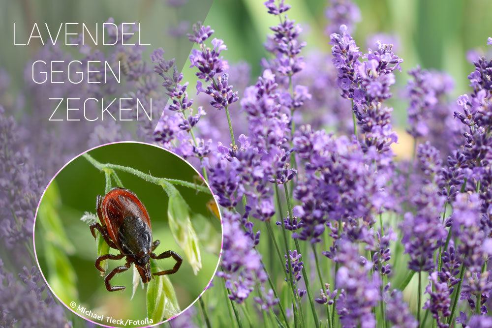 Lavendel gegen Zecken