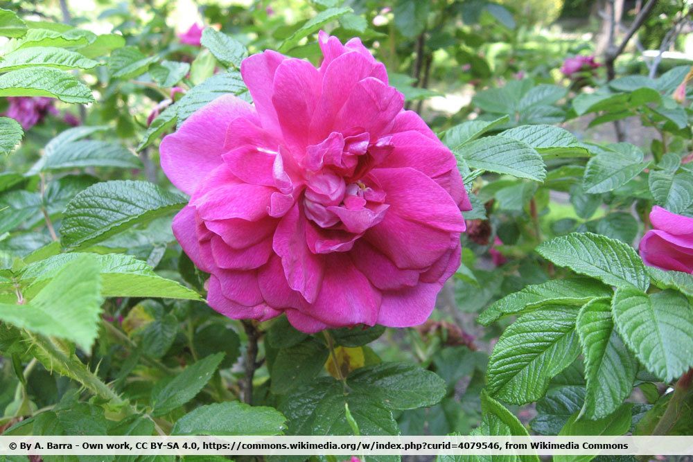 Kartoffelrose 'Hansa'