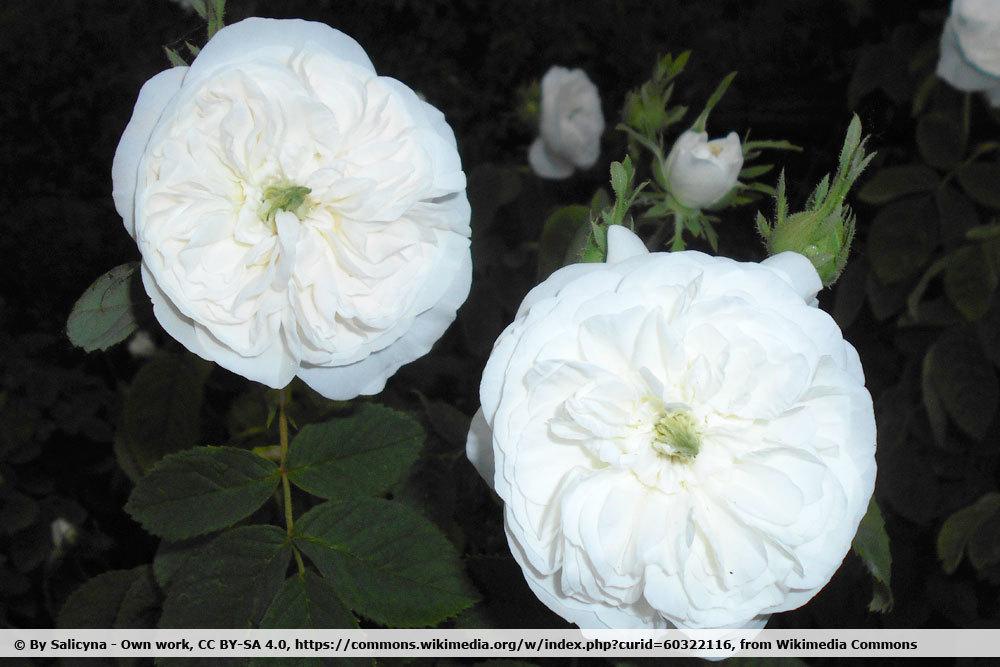 Duftrose Damascena 'Madame Hardy'