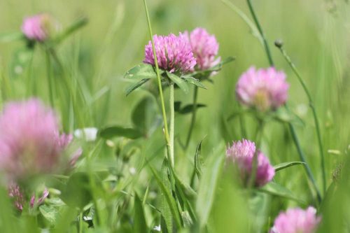 Rotklee, Trifolium pratense