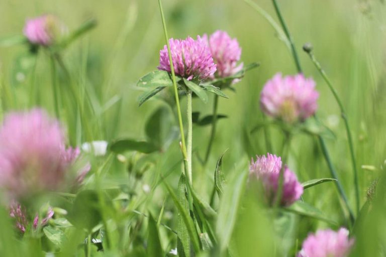 Rotklee, Trifolium pratense