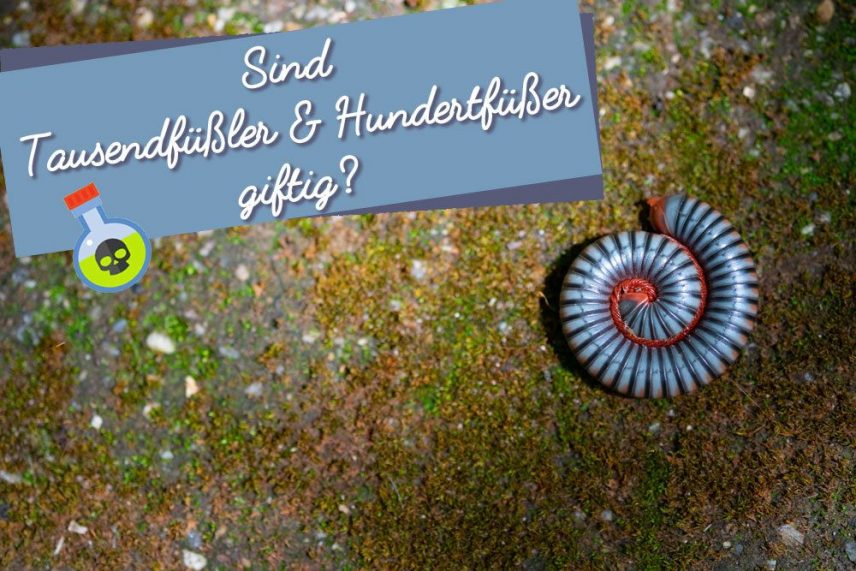 Sind Tausendfüßler und Hundertfüßer giftig? Das ist zu beachten