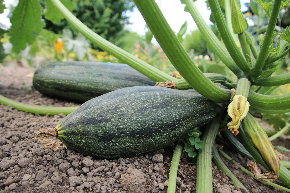 Zucchini