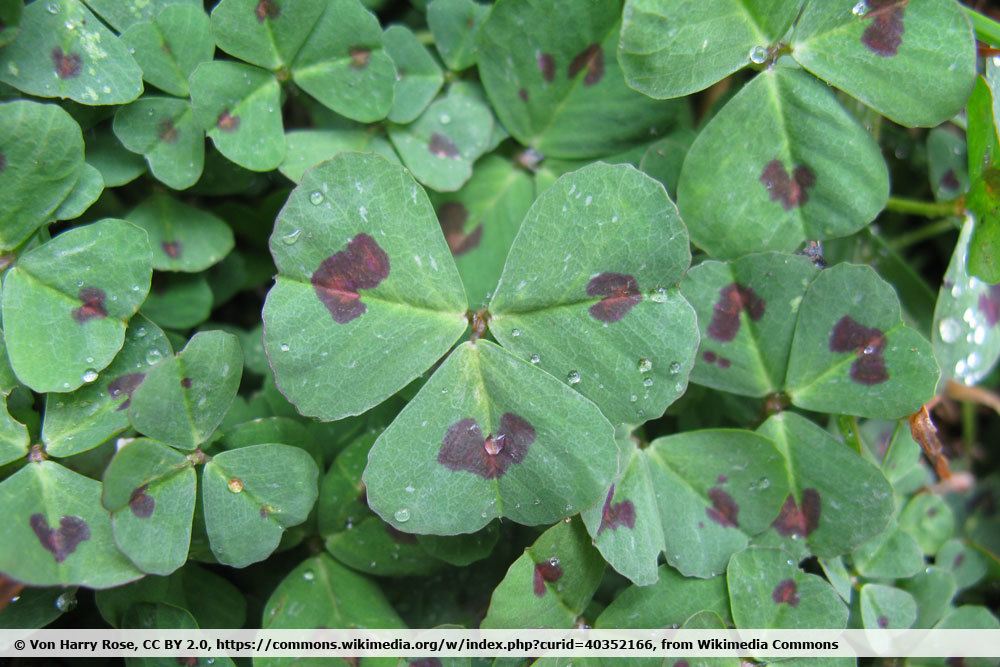 Arabischer Schneckenklee, Medicago arabica