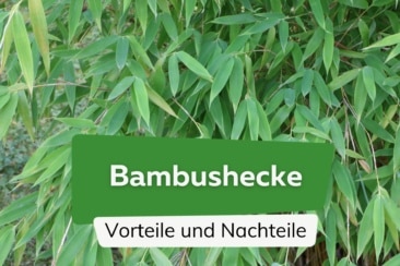 Bambushecke - Vorteile und Nachteile