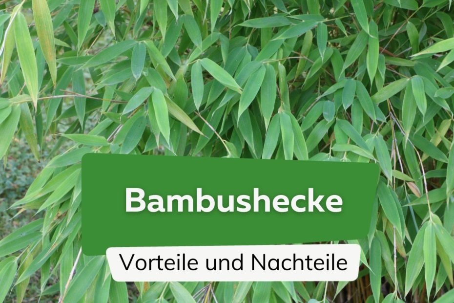 Ist Bambus giftig? Das ist zu beachten für Kinder, Hunde und Katzen
