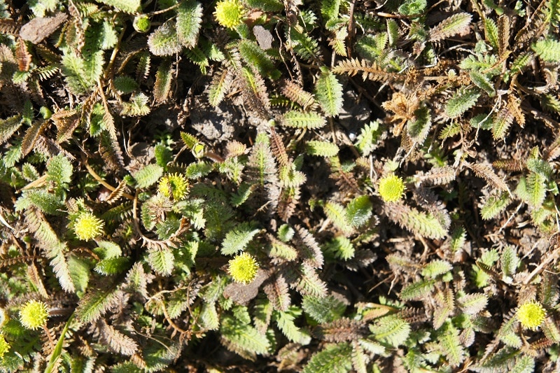 Fiederpolster mit gelben Blüten