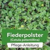 Fiederpolster (Cotula potentillina)