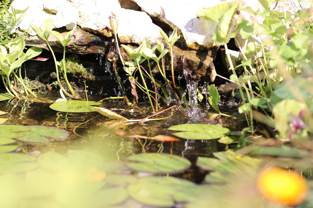 Gartenteich