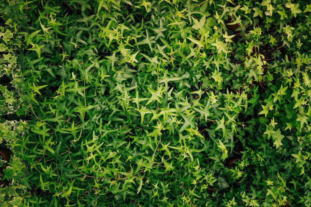 Hedera helix 'Sagittifolia'