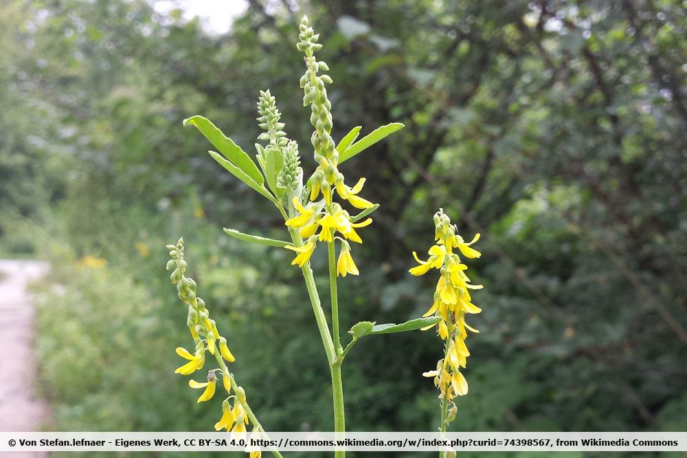 Hoher Steinklee, Melilotus altissimus