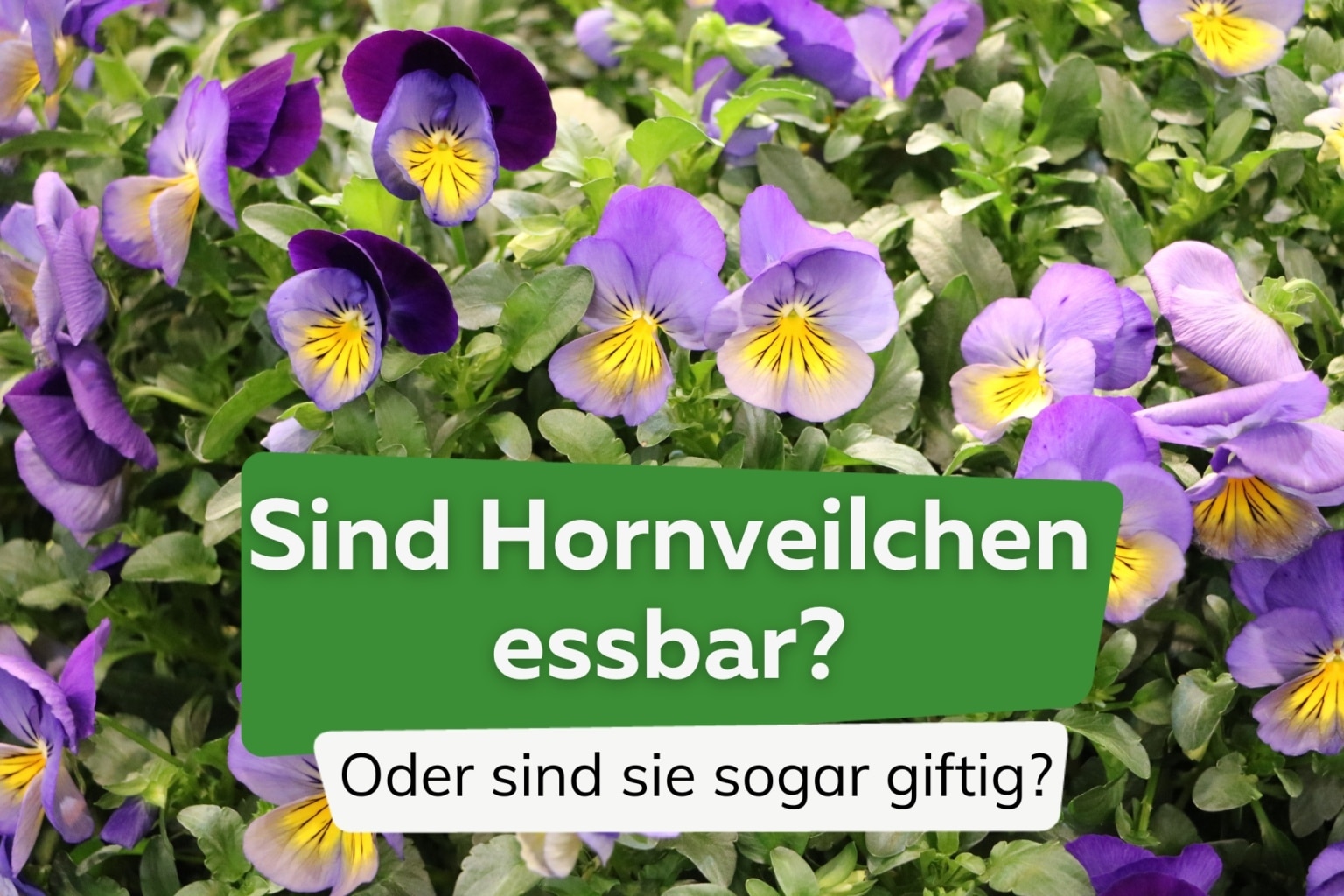 Sind Hornveilchen essbar? Oder sind sie sogar giftig?