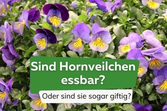 Hornveilchen essbar