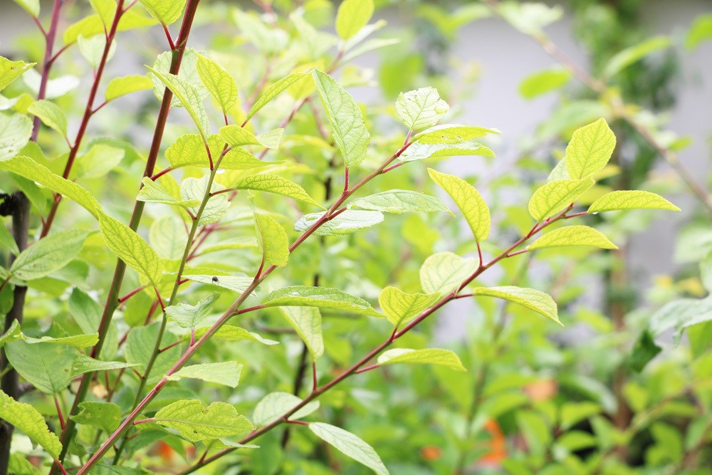 Marillenbaum - Prunus armeniaca