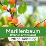 Marillenbaum (Prunus armeniaca)