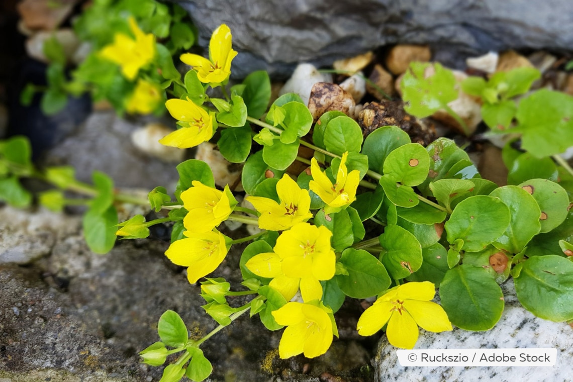 Pfennigkraut (Lysimachia nummularia)