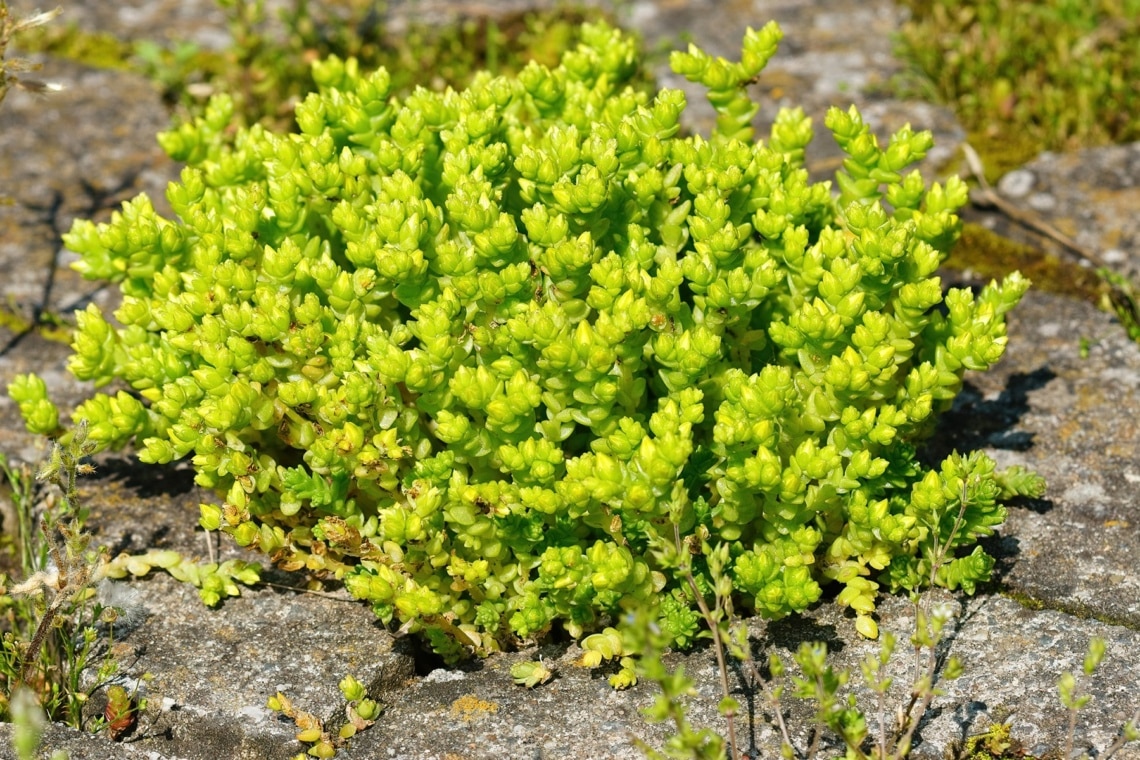 Scharfer Mauerpfeffer (Sedum acre)