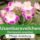 Usambaraveilchen (Saintpaulia ionantha)