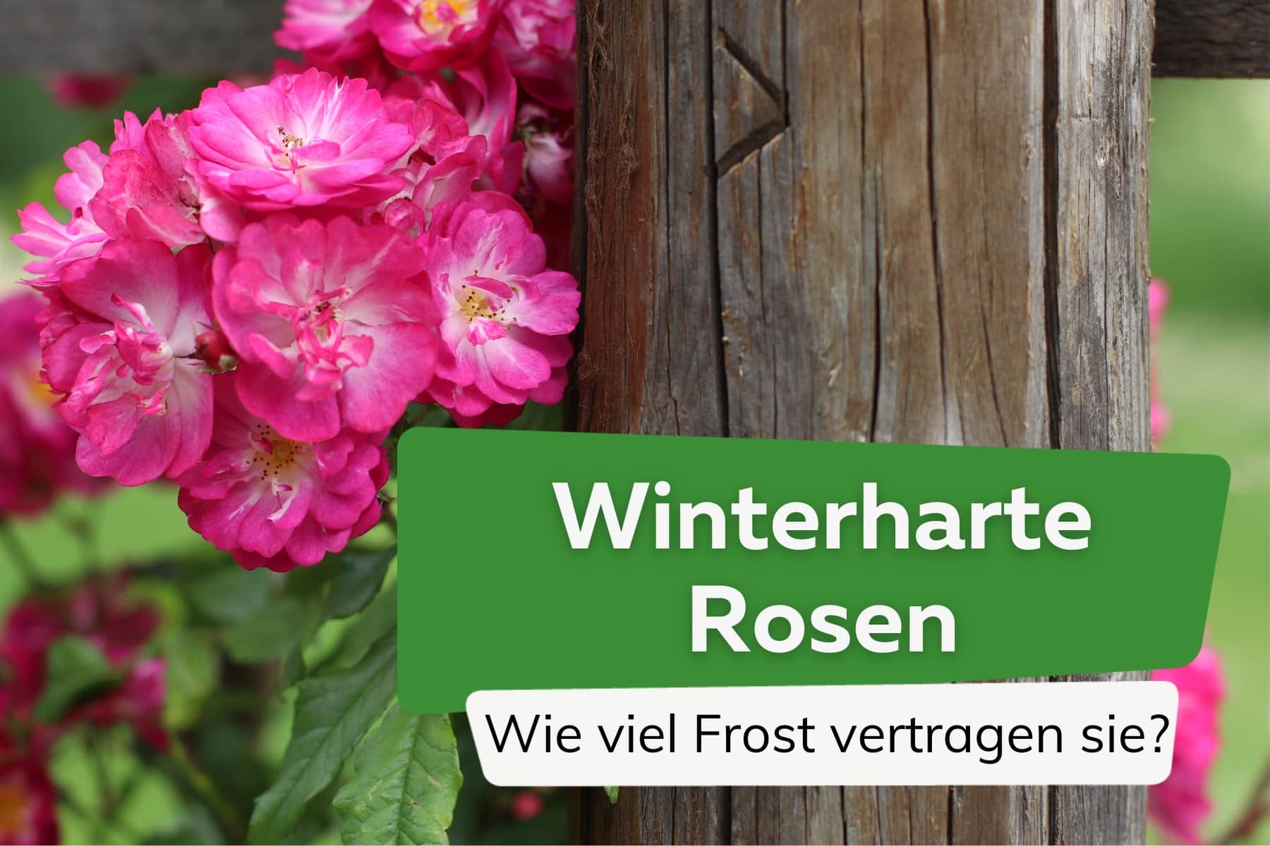 winterharte Rosen