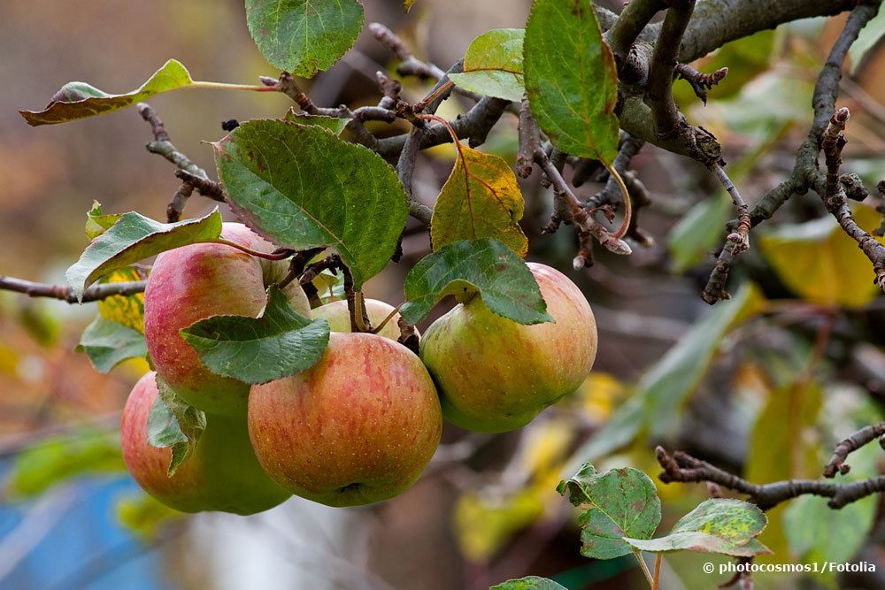 Apfelsorte 'Cox Orange'