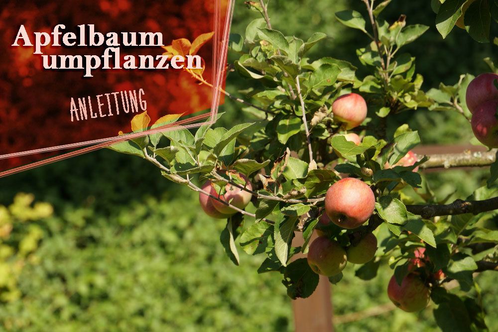 Apfelbaum umpflanzen