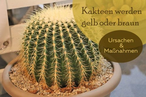 Kaktus Wird Gelb