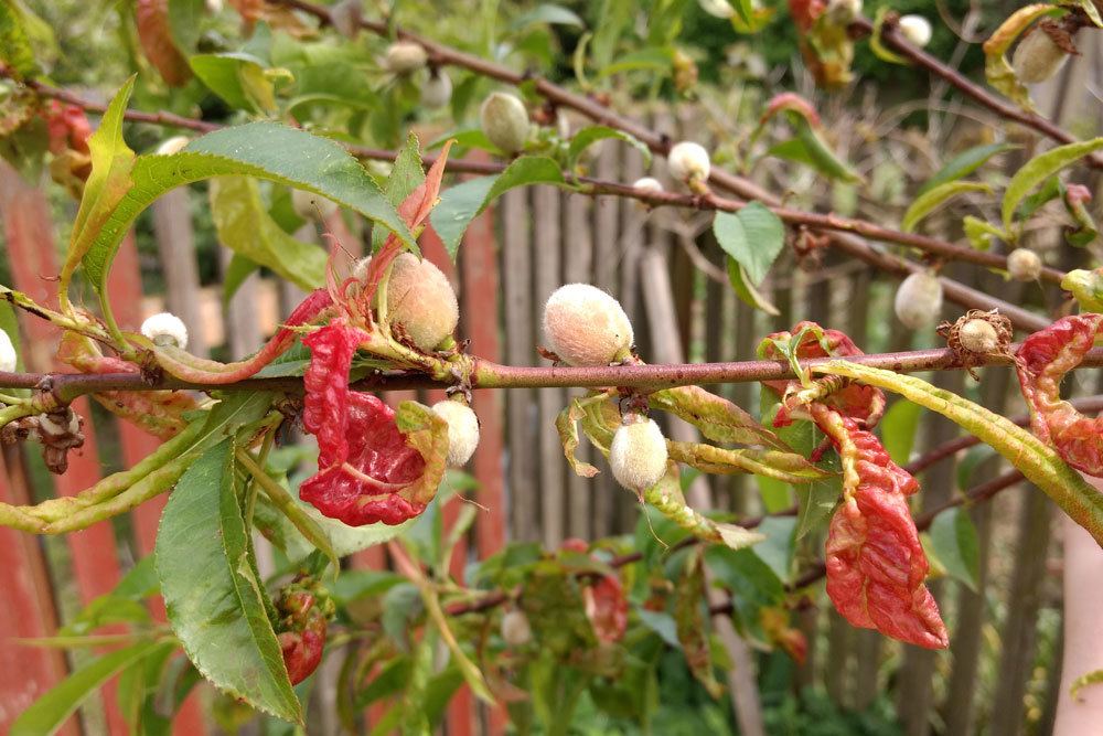 Pfirsichbaum: 17 gegen Kruselkrankheit resistente Pfirsichsorten