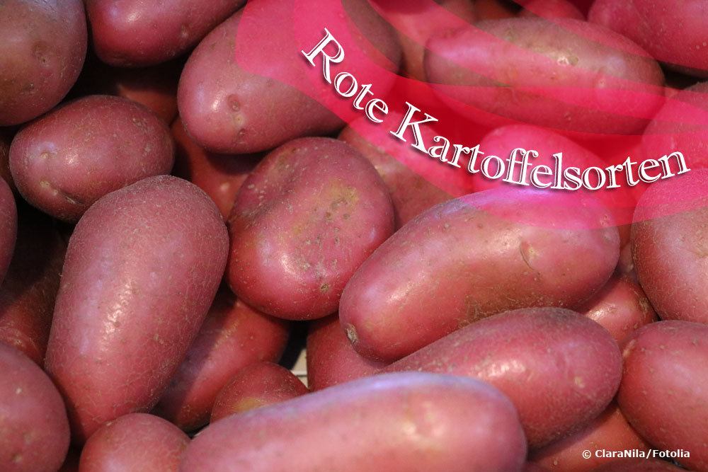 Rote Kartoffelsorten